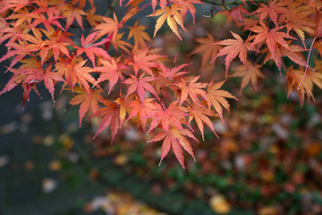 Beautiful autumn leaves / Beautiful autumn leaves on a tree in the forest