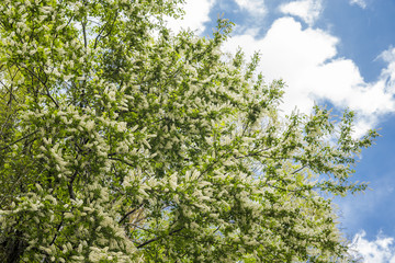 ウワミズザクラの花