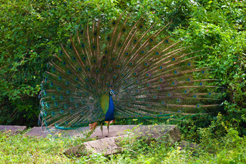 Obraz premium Peacock with a loose tail close-up. Sri Lanka (Ceylon)