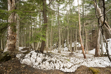 残雪と針葉樹林