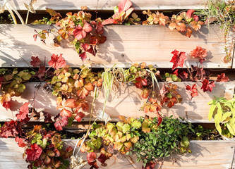 Fence with autumn leaves