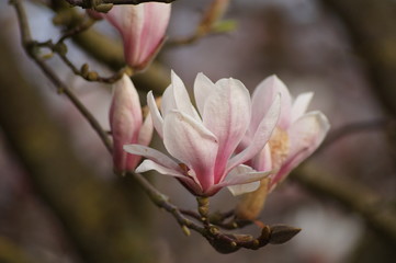 Obraz premium Magnolia 