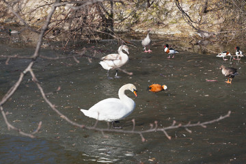 Wild ducks and a swan on the water.