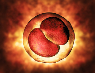 cell embryo, Mitosis under microscope