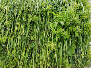 Fassadenbegruenung, Fassade, vertikale, Begruenung