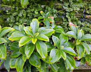 Fassadenbegruenung, Fassade, vertikale, Begruenung