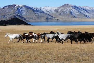 Beautiful free horses dash in the wilderness mountains of snowy mongolia during the golden eagle festival 