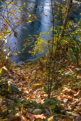 Fall leaves leading to water