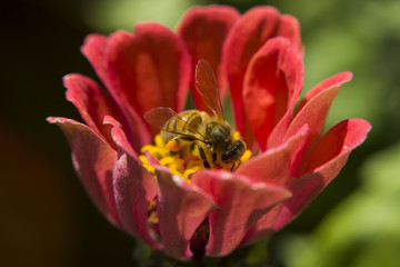 A bee in a red flower