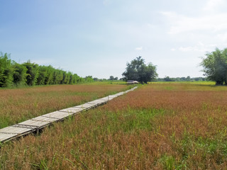 Rice field in Nakhon Nayok province