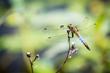 Dragonfly sitting on a branch.
