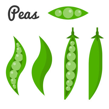 Vector set of vegetable, Peas and unpeeled pea vector set