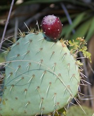 Fiigue de barbarie  sur la plante