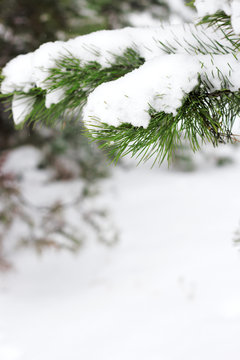 Spruce branch with frost, winter, macro shot .