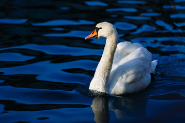 Fototapeta premium White swan in the lake with blue dark background on the sunset.