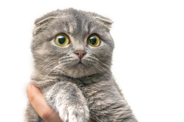 Cute kitten with an amazed look