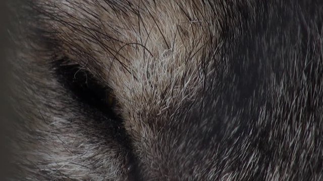 Wolf head with green eye, artificial colored