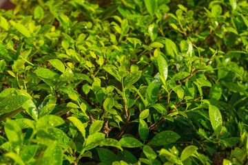Texture Background of Tiny Green Leaves with Water Splash or Dew Drop