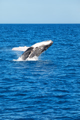 in australia a free whale in the ocean