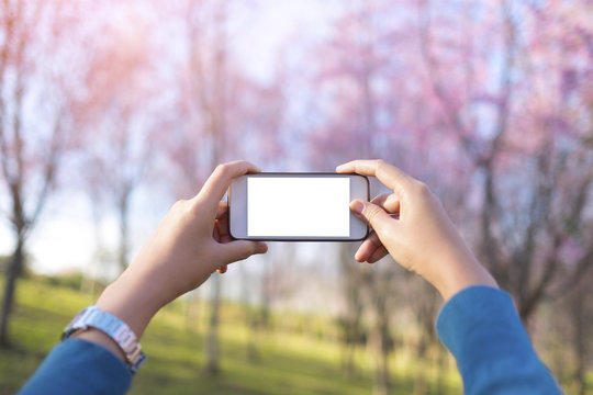 image of female's hand holding a white smartl phone with blank white screen try take photo of nature view of cherry blossom trees on background