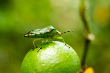 Tessaratoma papillosa orang insect on branch
