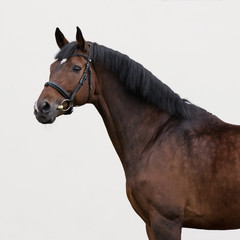 Bay horse in the bridle on light background isolated