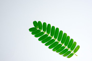 leaves  green  on  white  background