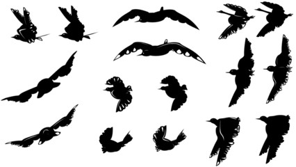 Big set of different black and white birds silhouettes vector bird in flight