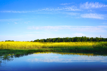 Naklejka premium A beautiful yellow rape field against the blue sky with clouds is reflected in the lake water. A bright artistic image. Rapeseed field with background for text.