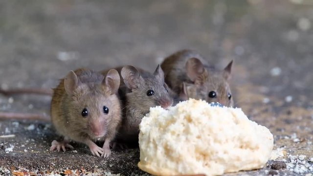 Mice feeding on piece of discarded cvake in urban house garden.