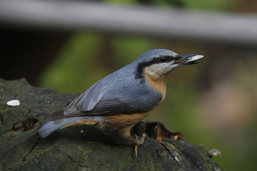 Kleiber, Sitta europaea, mit Sonnenblumenkern im Schnabel