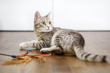 Beautiful cat is lying on the floor. The concept of pets.