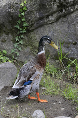 Laufente oder Indische Laufente