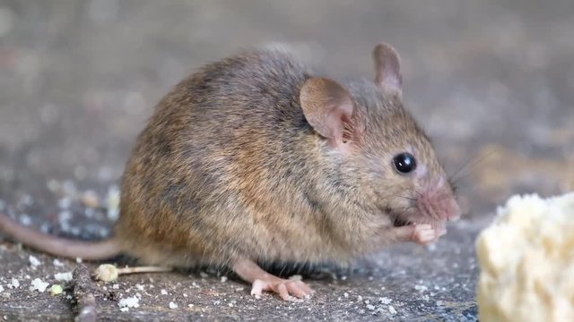 Mice feeding on piece of discarded cvake in urban house garden.
