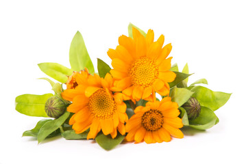 Flowers with leaves Calendula on a white background