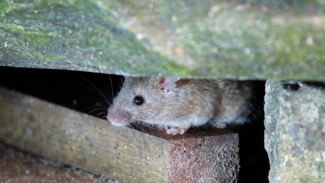 Mice feeding on piece of discarded cvake in urban house garden.