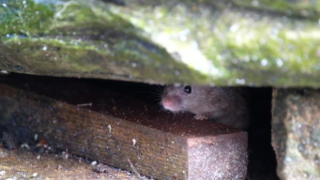 Mice feeding on piece of discarded cvake in urban house garden.