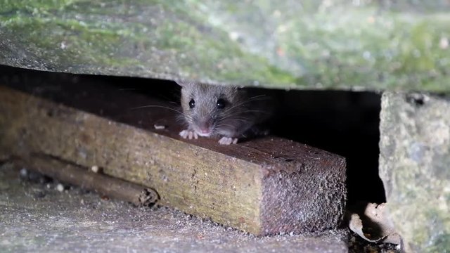 Mice feeding on piece of discarded cvake in urban house garden.