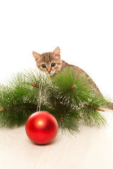 Cat with a new year ball and a pine tree twig