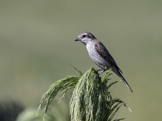 Female Red-backed Shrike