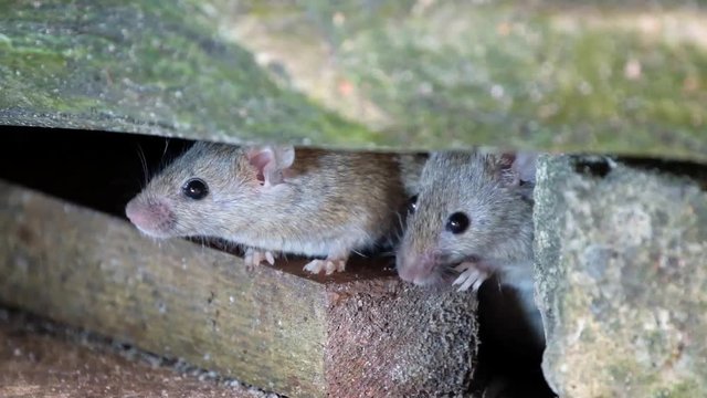 Mice feeding on piece of discarded cvake in urban house garden.