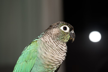 ウロコインコのりんちゃん