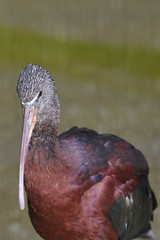 glossy ibis