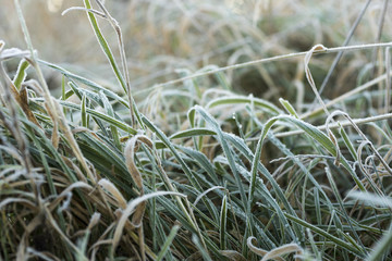 Frost covered grass lawn in winter detail, England