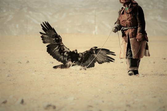 Golden eagle flying towards its trainer to catch a pray during the golden eagle festival in winter ulgi mongolia