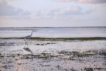 White egret stands in sea in the morning at Maldives