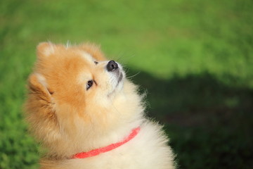 petit chien spitz nain qui regarde vers le haut pour avoir une friandise