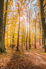 Obraz premium Colourful autumn forest