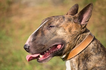 un portrait du profil d'un chien bull terrier marron avec un collier en cuir