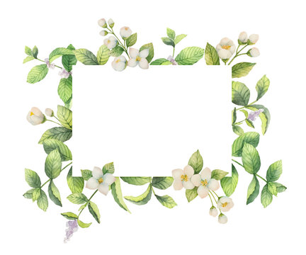 Watercolor vector frame of Jasmine and mint branches isolated on white background.
